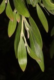Acacia melanoxylon RCP08-05 2.jpg